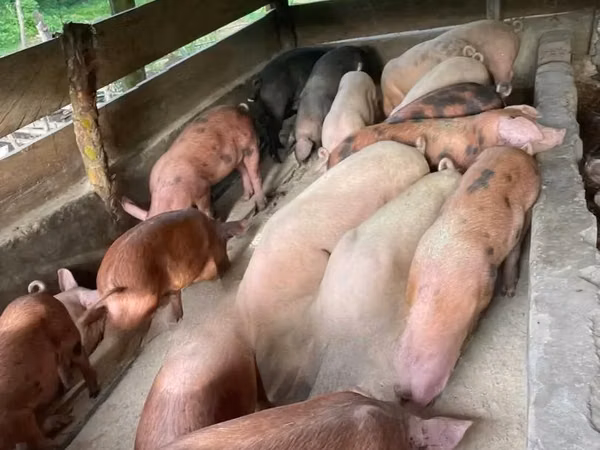 Pig-Live and Carcass