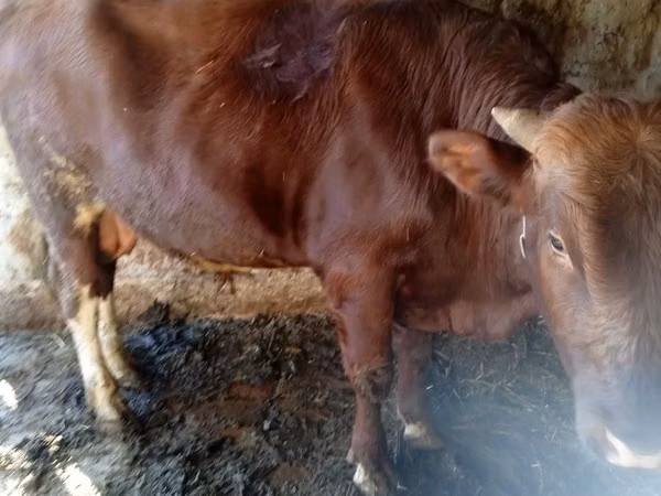 Bull, Simmental cattle — Uzbekistan