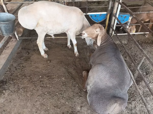 Koç, Arashan sheep