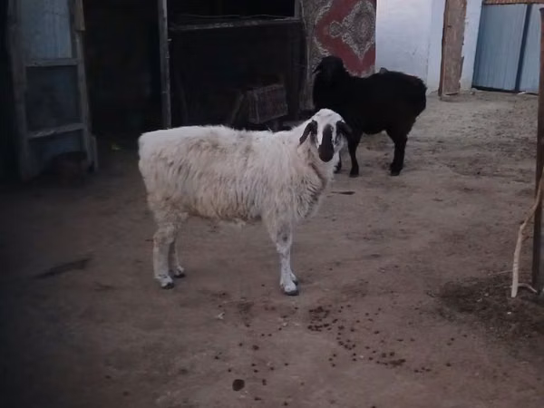 公羊, Sheep — 哈萨克斯坦