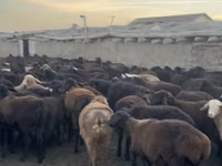 Ram, Hissar sheep — photo 6