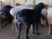 ஆண் ஆடு, ஆடுகள் — புகைப்படம் 2