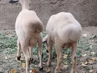 公羊, Sheep — 照片 2