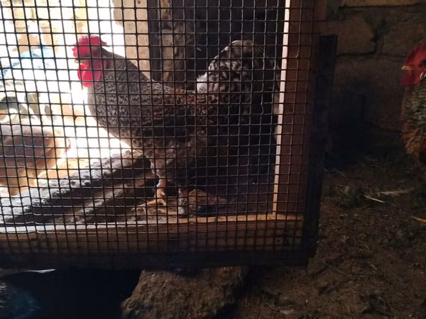 Chickens — Azerbaïdjan