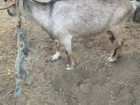 Goat, Goats — photo 1