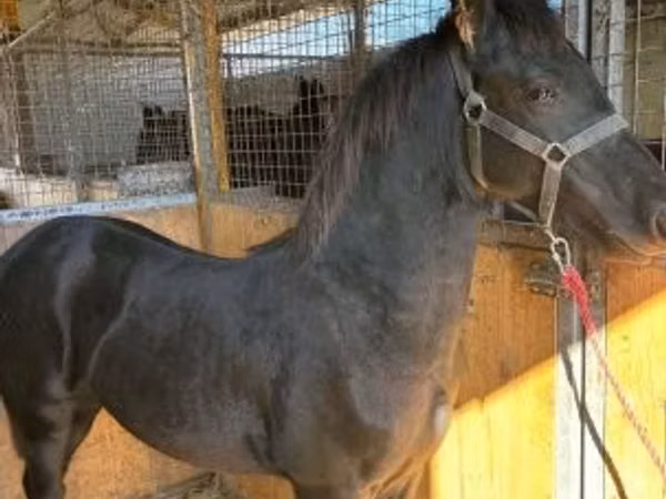 Cavallo, Friesian