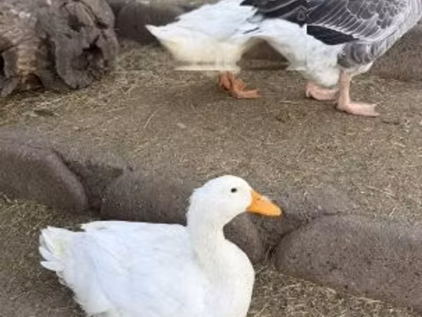 Ducks