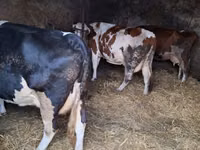 Koe, Russian Black pied cattle — foto 4