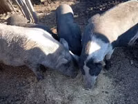 Boar — photo 5