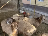 Får, Rhon sheep — foto 3