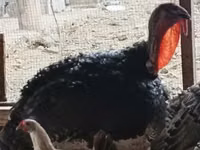 Turkeys — foto 1