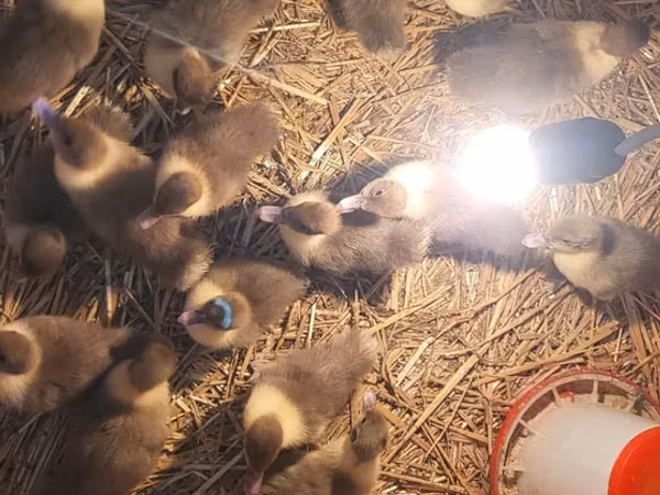 Ducks