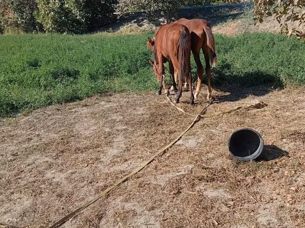 Kůň, Koně — Uzbekistán