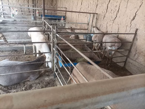 Kambing jantan, Arashan sheep