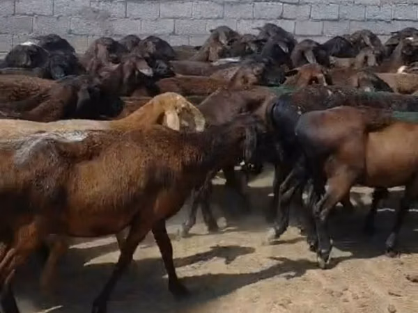 میش, Hissar sheep — قزاقستان