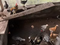 Gallinas Shamo — foto 6