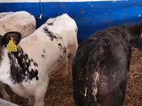 İnək, Russian Black pied cattle — foto 2