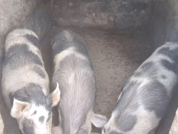 Sow, Pigs — Moldova