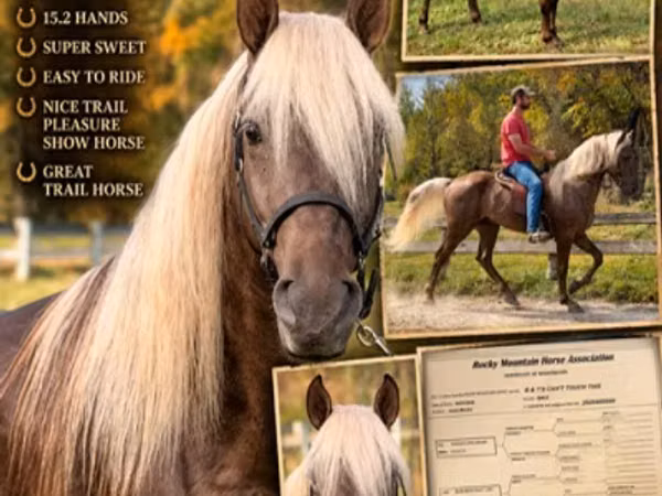Horse (M), Rocky Mountain Horse