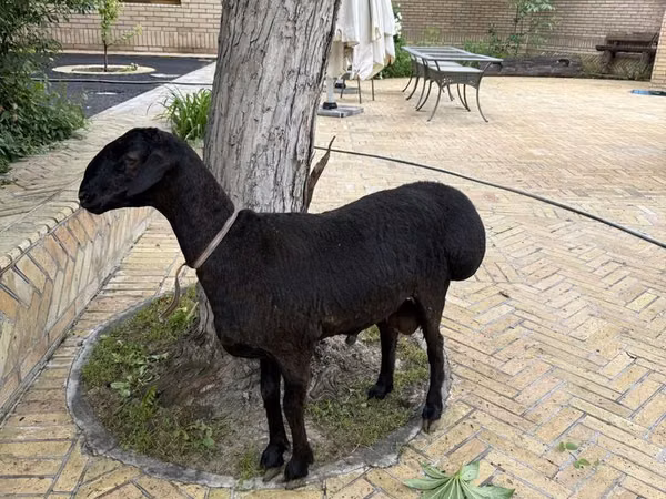 公羊, Sheep