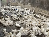 Ducks — عکس 2