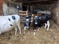 İnek, Russian Black pied cattle — foto 1