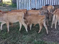 母牛, Jersey breed — 照片 2