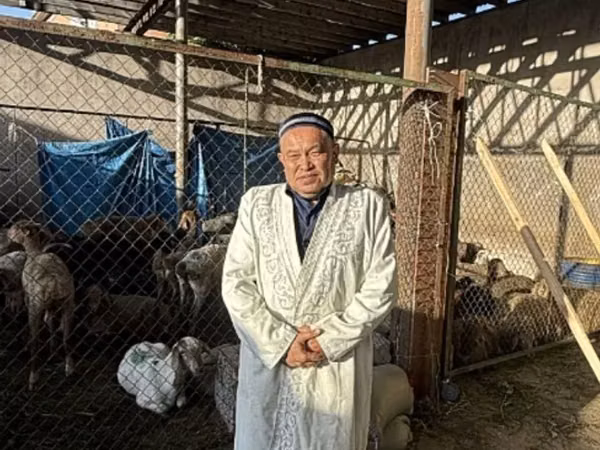Ram, Sheep
