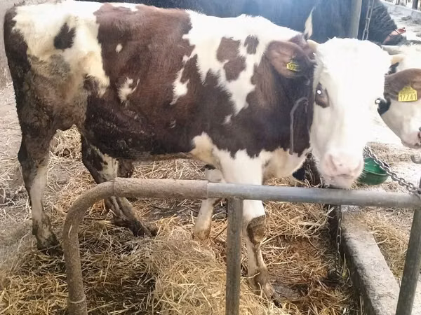 Bull, Simmental cattle
