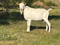 Kambing jantan, Saanen goat — foto 3