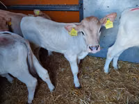 Bou, Simmental cattle — foto 4
