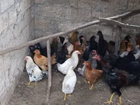 Chickens — photo 3