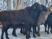 Sheep, Edilbay sheep — photo 1