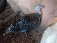Turkeys — foto 3