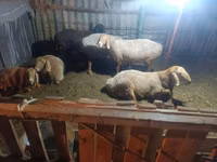በግ, Sheep — ፎቶ 2