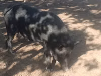 Pigs (batch, sex not specified) — photo 3