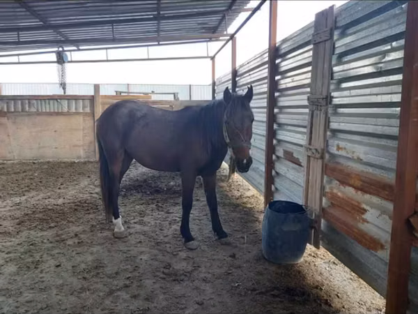 مادیان, Horse breed