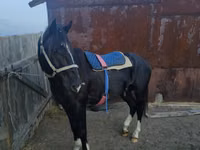 Horse (M), Horses — photo 3