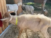 ஆண் வெள்ளாடு, Saanen goat — புகைப்படம் 4