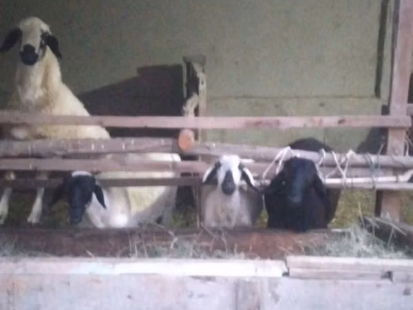 Kambing jantan, Blackheaded Persian sheep — Uzbekistan