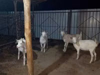 Geit, Saanen goat — foto 1