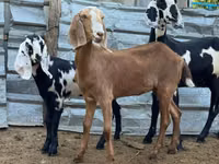 ছাগী, Nubian Goat — ছবি 3