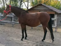 Mare, Horses — photo 2