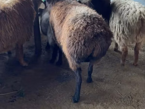 Carnero, Ovejas — Kazajistán