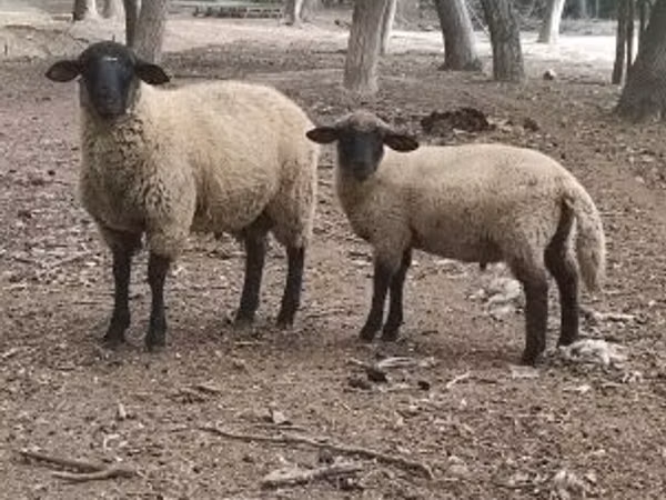 Ram, White Suffolk sheep — Hungary