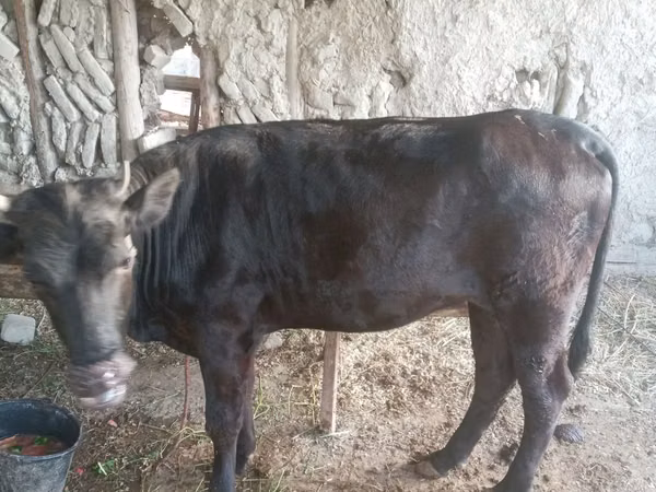 Vache, Bovins — Ouzbékistan