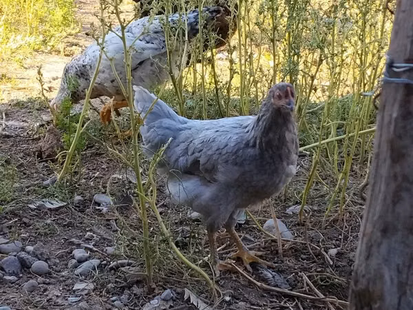 Chickens — Kyrgyzstan