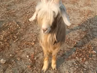 Oğlak, Keçiler — foto 2
