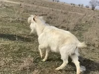 بز ماده, بز — عکس 1