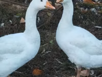 Geese — 3 зураг